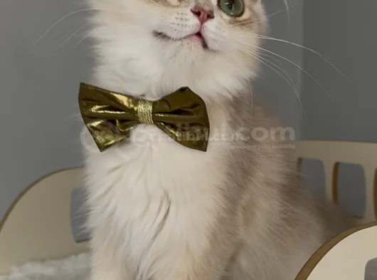 Safkan British Longhair Sevimli Bir Yakışıklı görsel