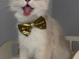 Safkan British longhair sevimli bir yakışıklı