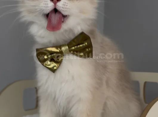 Safkan British Longhair Sevimli Bir Yakışıklı