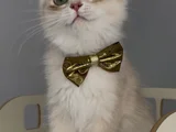 Safkan British Longhair Sevimli Bir Yakışıklı