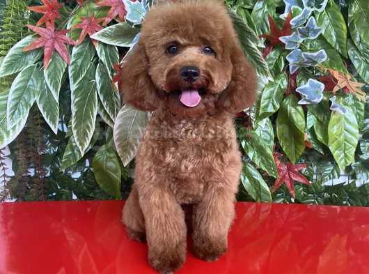 Toy Poodle 7 Aylık Erkek Yavru görsel
