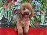 Toy Poodle 7 Aylık Erkek Yavru