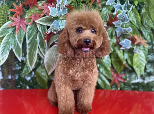 Toy Poodle 7 Aylık Erkek Yavru görsel
