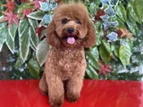 Toy Poodle 7 Aylık Erkek Yavru