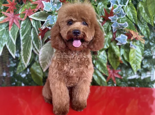 Toy Poodle 7 Aylık Erkek Yavru görsel