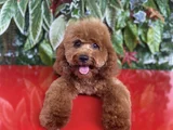 Toy Poodle 7 Aylık Erkek Yavru