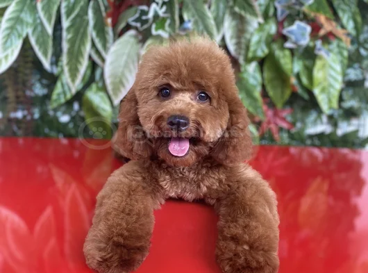 Toy Poodle 7 Aylık Erkek Yavru görsel