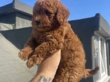 Red Brown Toy Poodle
