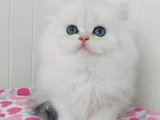 Safkan british Longhair kiz ve erkek bebeklerimiz