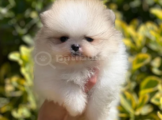 Teddybear Ayıcık Pomeranianboo görsel