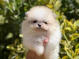 Teddybear Ayıcık Pomeranianboo