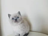 Safkan British Shorthair Bluepoint Yavrular