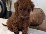 Orjinal Kore Kan Toypoodle