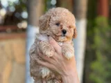 Apricot Orjinal Toypoodle