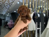 Güzellik Yarışmacısı Orjinal Toy Poodle Kore