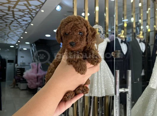 Güzellik Yarışmacısı Orjinal Toy Poodle Kore görsel
