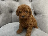 Güzellik Yarışmacısı Orjinal Toy Poodle Kore