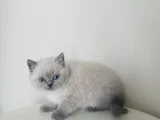 Safkan British Shorthair Bluepoint Yavrular