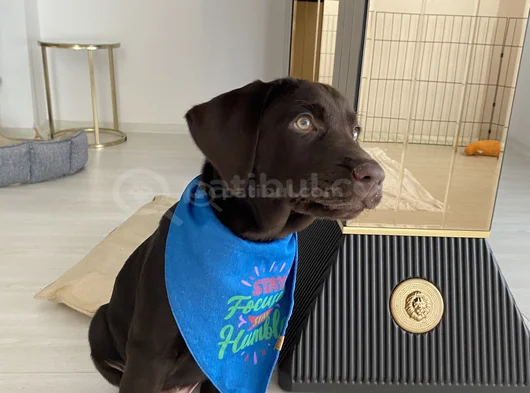 Aci̇l Çakir Gözlü Labrador