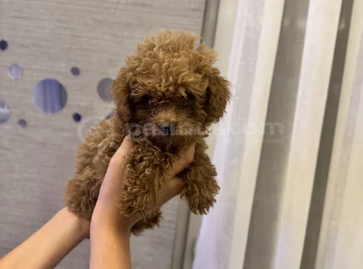 Tuvalet Eğitimli Ev Doğumlu Yavrular görsel