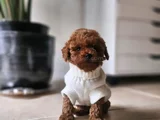 Red Brown Toy Poodle Bebekler
