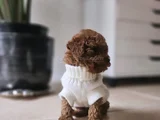 Red Brown Toy Poodle Bebekler