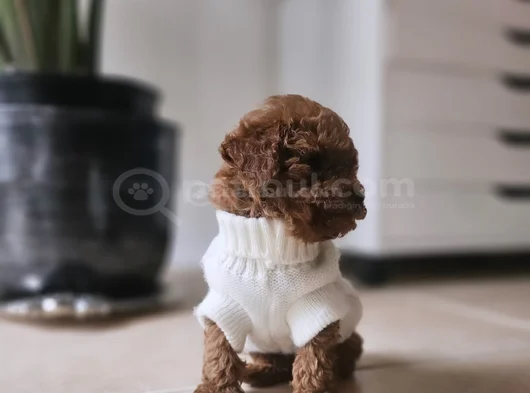 Red Brown Toy Poodle Bebekler görsel