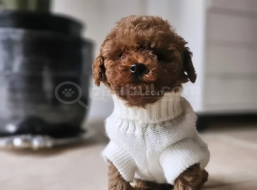 Red Brown Toy Poodle Bebekler görsel