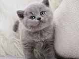Kucak Delisi Gri British Shorthair Yavrumuz