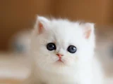 Masmavi Gözlü Ns1133 British Shorthair