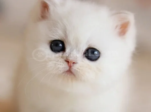 Masmavi Gözlü Ns1133 British Shorthair görsel