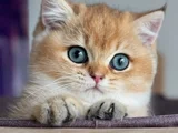 İnci Tanemiz Golden NY11 British Shorthair