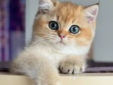 İnci Tanemiz Golden Ny11 British Shorthair