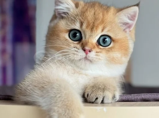 İnci Tanemiz Golden Ny11 British Shorthair görsel