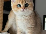 İnci Tanemiz Golden Ny11 British Shorthair