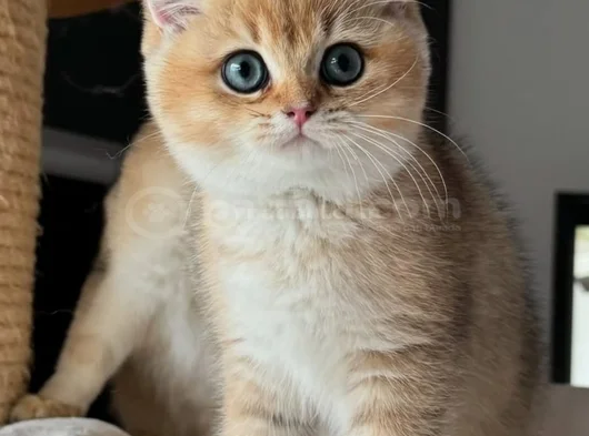 İnci Tanemiz Golden Ny11 British Shorthair görsel