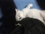 60 Günlük Masumluk Scottish Fold Erkek Yavrumuz Yeni Yuvası