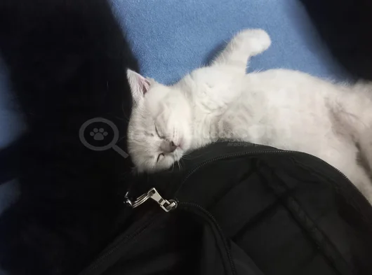 60 Günlük Masumluk Scottish Fold Erkek Yavrumuz Yeni Yuvası görsel