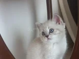60 Günlük Masumluk Scottish Fold Erkek Yavrumuz Yeni Yuvası