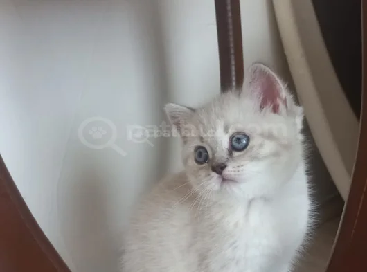 60 Günlük Masumluk Scottish Fold Erkek Yavrumuz Yeni Yuvası görsel