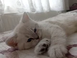 60 Günlük Masumluk Scottish Fold Erkek Yavrumuz Yeni Yuvası
