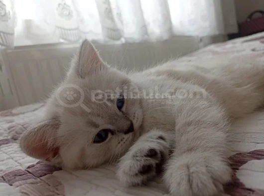 60 Günlük Masumluk Scottish Fold Erkek Yavrumuz Yeni Yuvası görsel