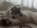60 Günlük Masumluk Scottish Fold Erkek Yavrumuz Yeni Yuvası