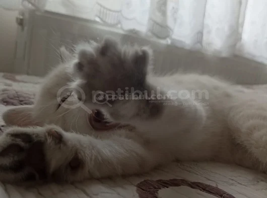 60 Günlük Masumluk Scottish Fold Erkek Yavrumuz Yeni Yuvası görsel