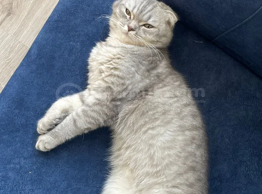 Sevimli Bir Kız Liya görsel