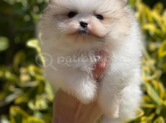 Teddybear Ayıcık Pomeranianboo görsel