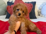 Genetik Testli Premium Kalite Toy Poodle