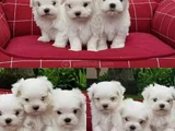 xs maltese bebekler
