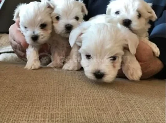 Xs Maltese Bebekler görsel