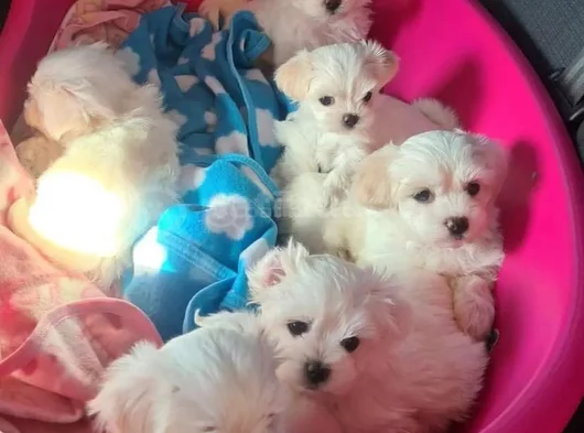 Xs Maltese Bebekler görsel